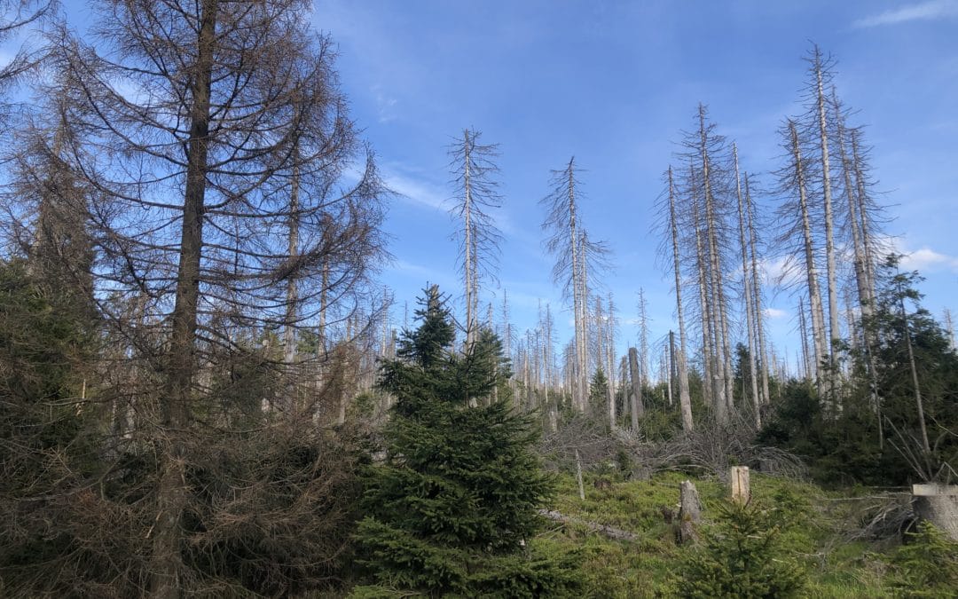 Den Klimawandel vor unserer Haustür – ist der Harz noch zu retten?